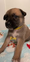 Eve TX