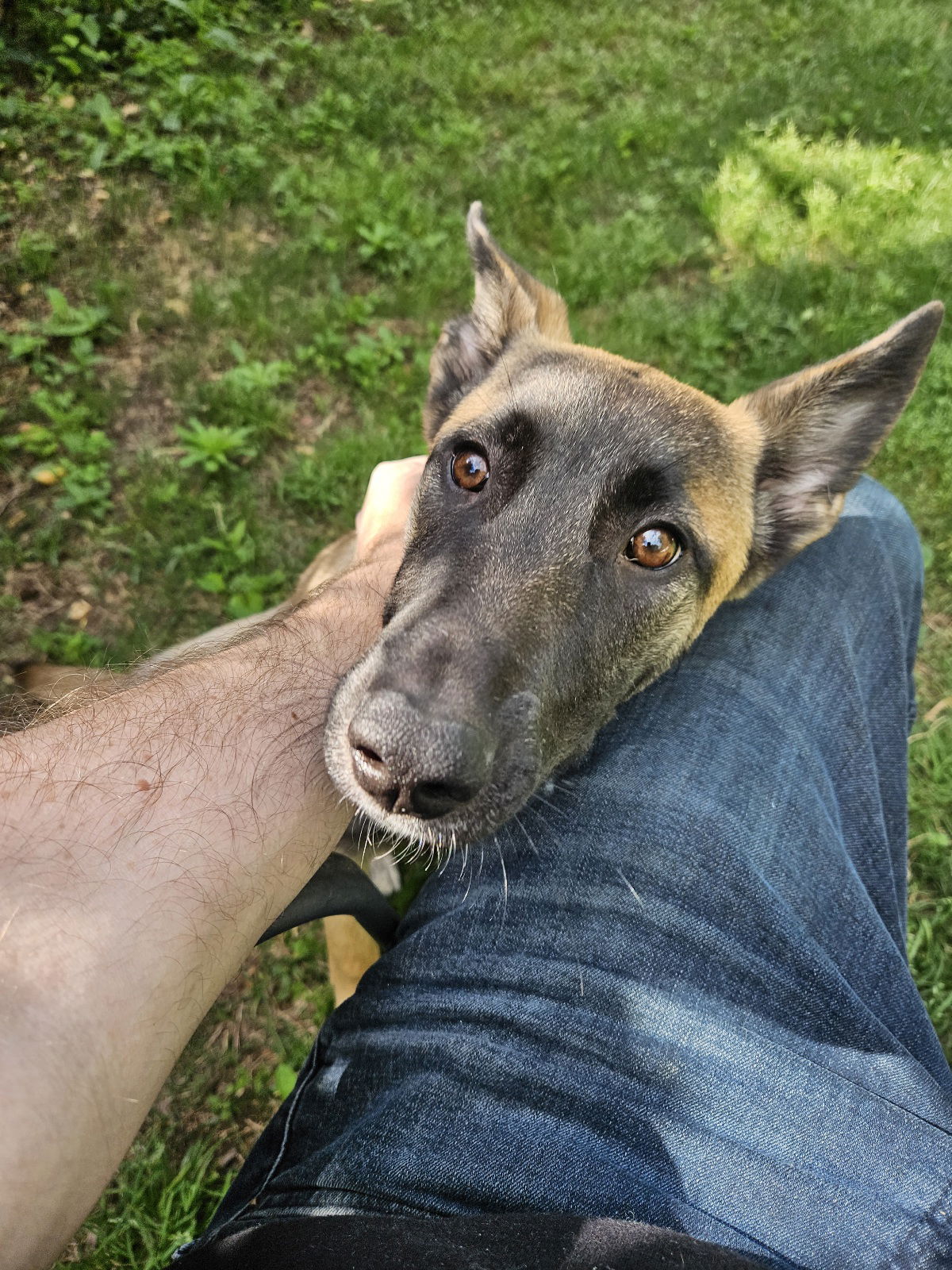 adoptable Dog in Amherst Junction, WI named Polly Anna - MS