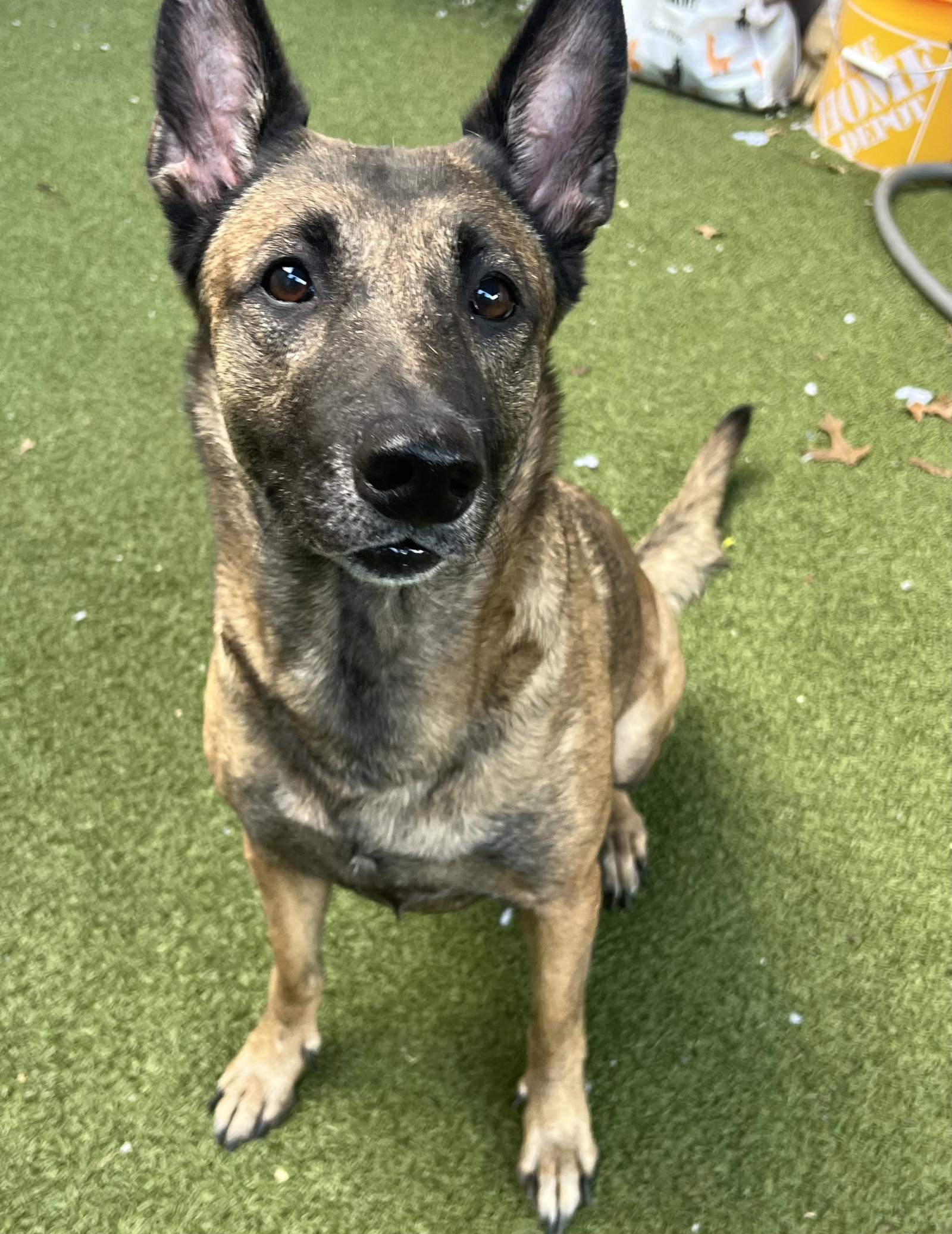 Dog for Adoption Cinnamon FL, a Belgian Shepherd Malinois in