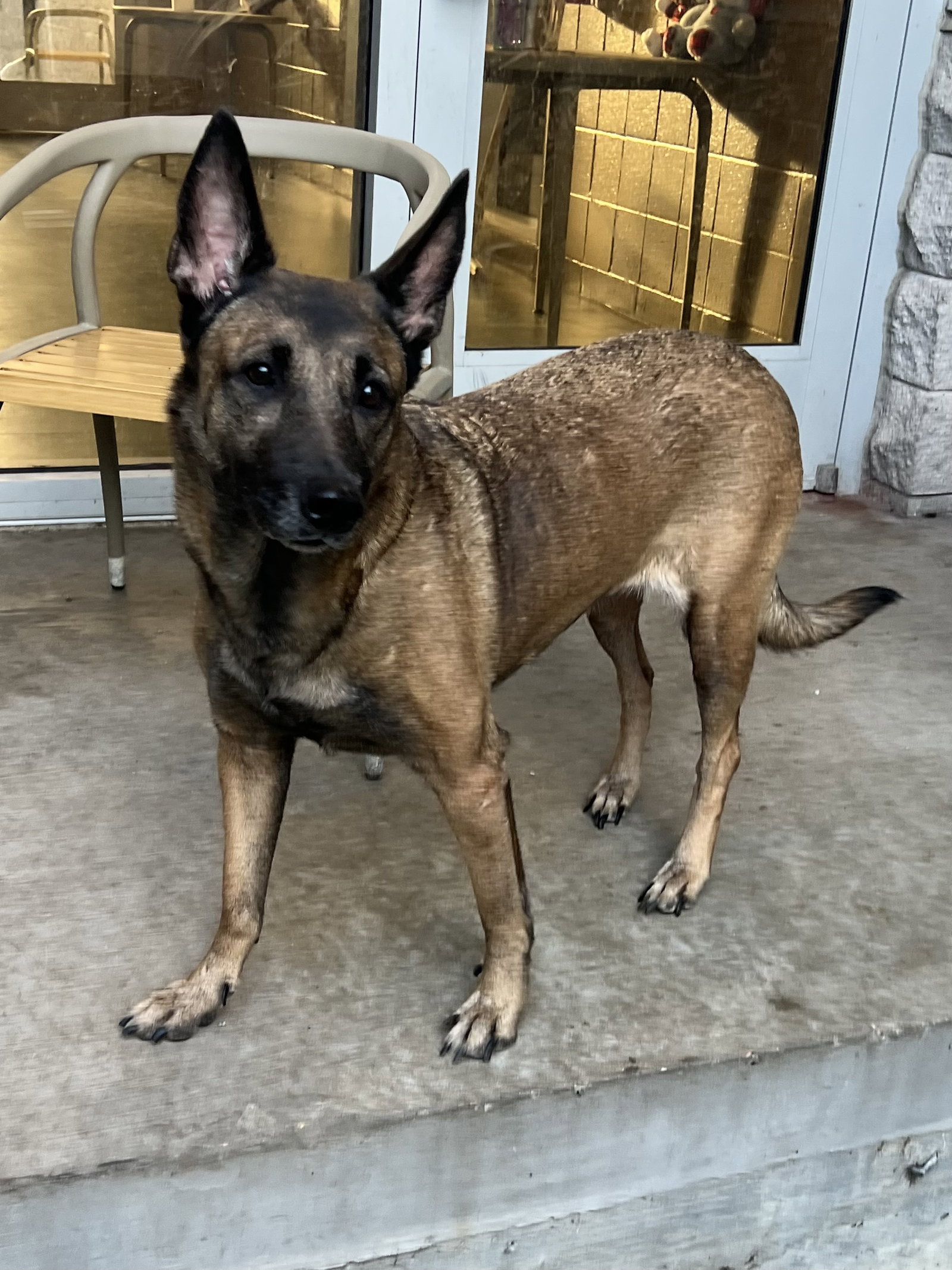Dog for Adoption Cinnamon FL, a Belgian Shepherd Malinois in