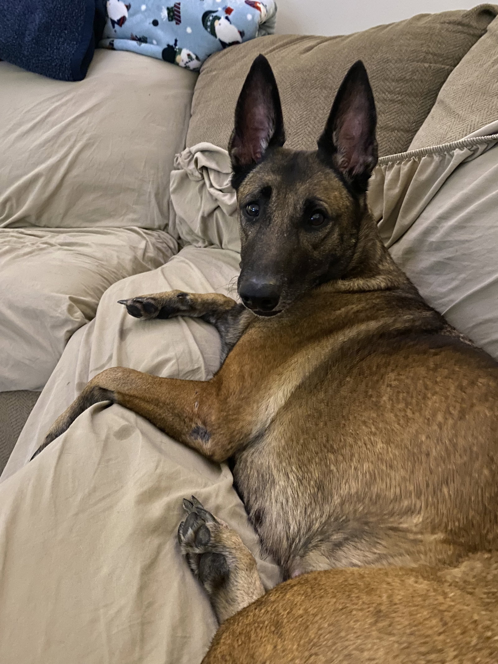 Dog for Adoption Cinnamon FL, a Belgian Shepherd Malinois in