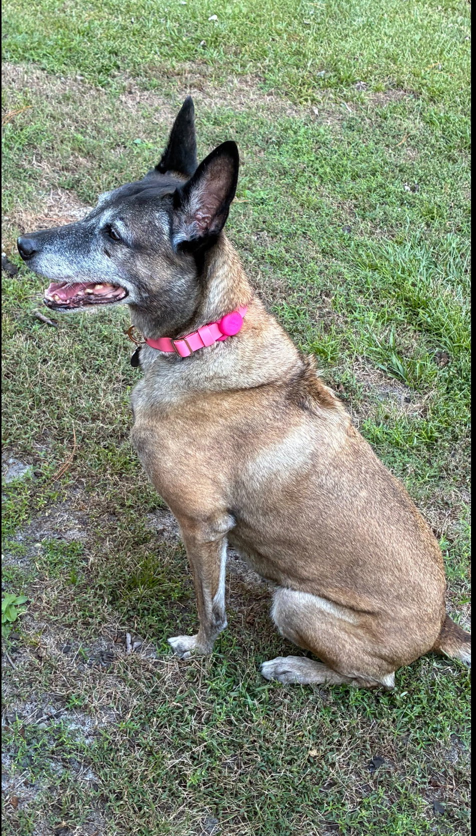 Tilly Female, SC., photo 13