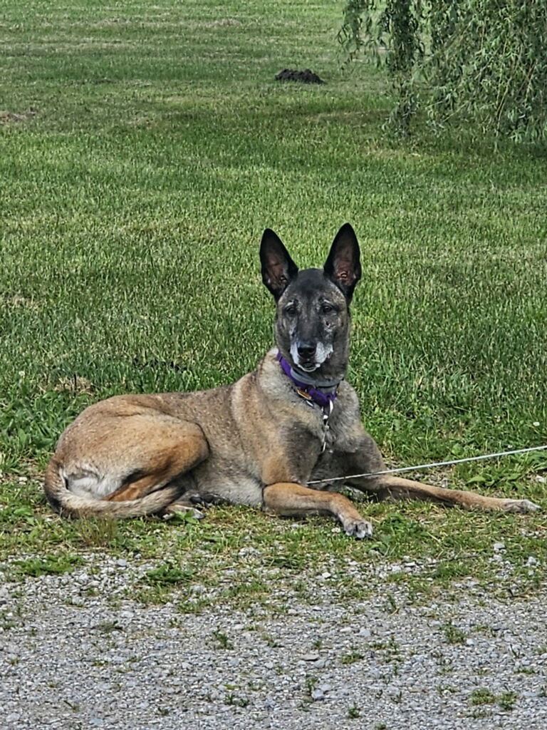 adoptable Dog in Amherst Junction, WI named Tilly Female, IN