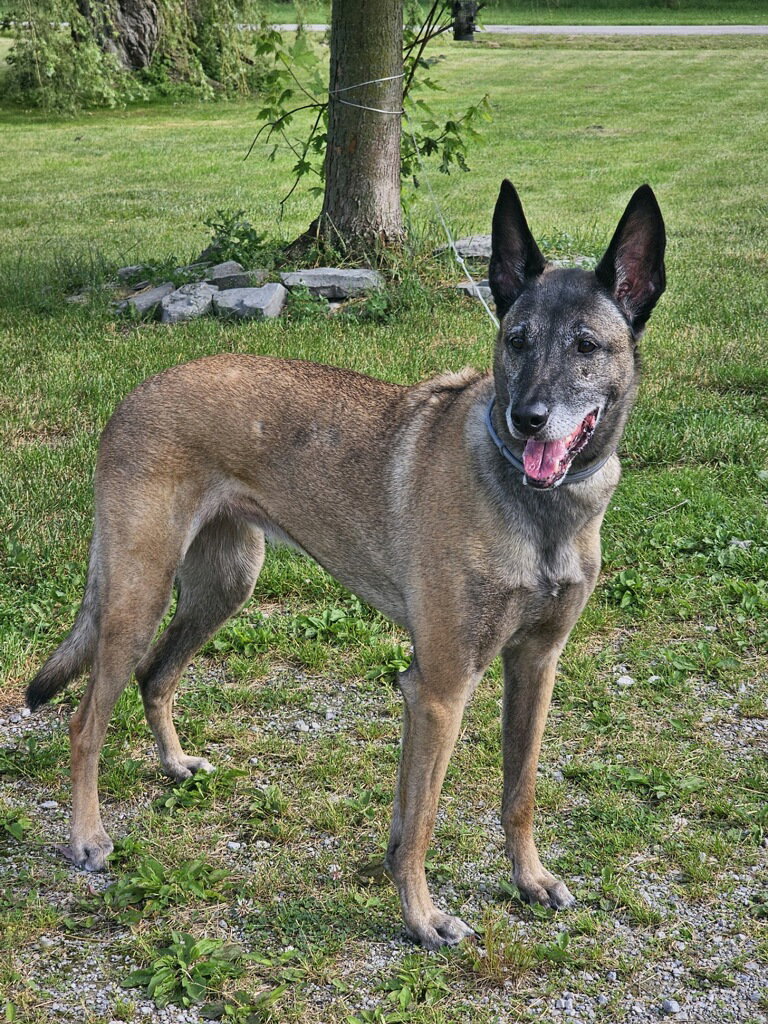 Tilly Female, SC., photo 11