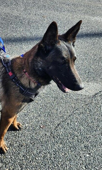adoptable Dog in Winchester, VA named Mercedes - VA