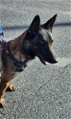 adoptable Dog in chester, VA named Mercedes - VA