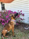 adoptable Dog in , WI named Wrigley - FL