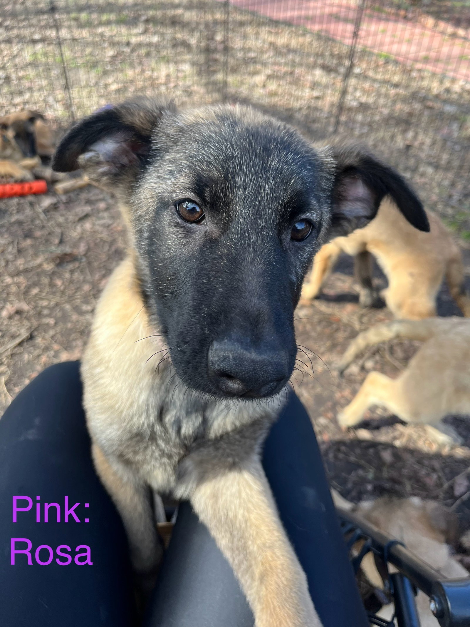 Dog for Adoption Rosa MS, a Belgian Shepherd Malinois in Port