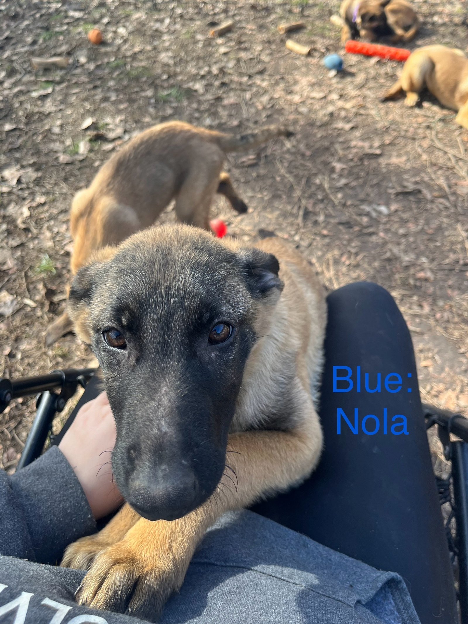 adoptable Dog in Amherst Junction, WI named Nola - AL