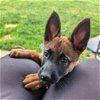adoptable Dog in amherst, WI named Elliott "Ellie" - KY