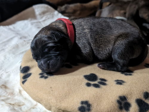 Mushu - KY