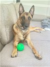 adoptable Dog in amherst, WI named Ace - MD