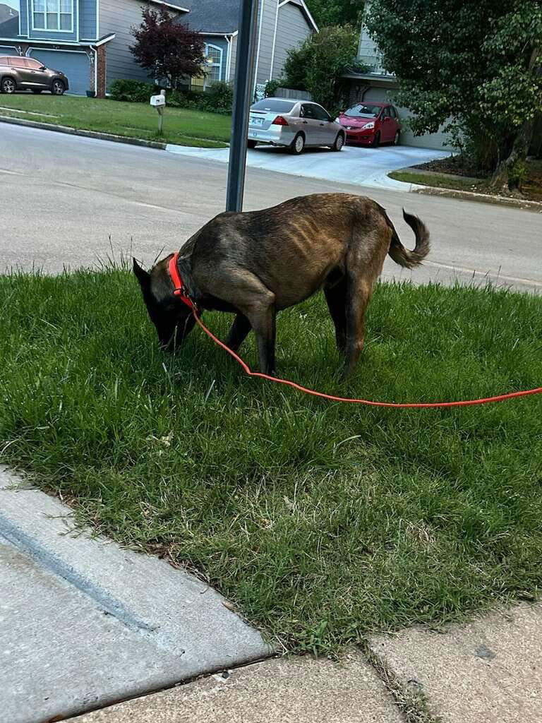 Dog for Adoption - Rocco - TX, a Belgian Shepherd Malinois in Amherst