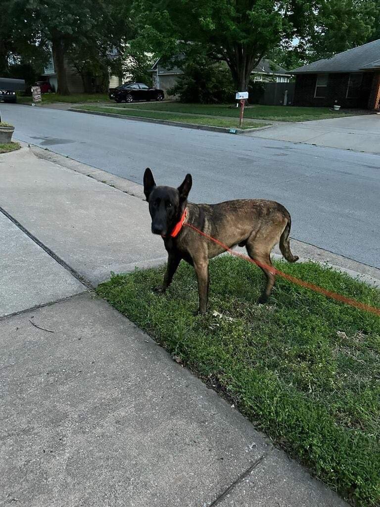 adoptable Dog in Bixby, OK named Rocco - TX