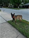 adoptable Dog in , OK named Rocco - TX