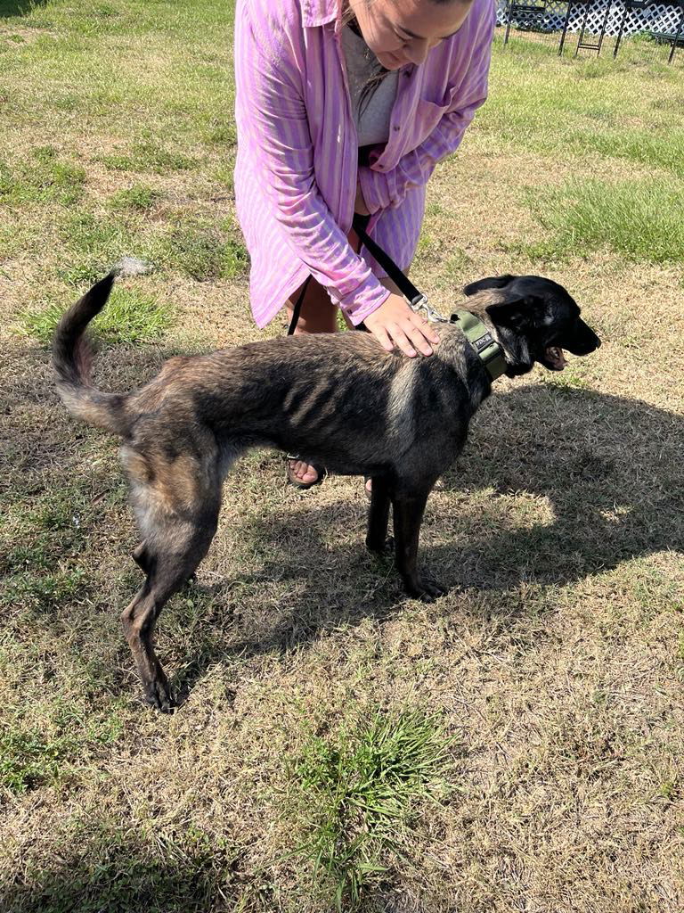 adoptable Dog in Amherst Junction, WI named Ozzy - MS