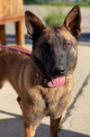 adoptable Dog in amherst junction, CT named NYX - MI