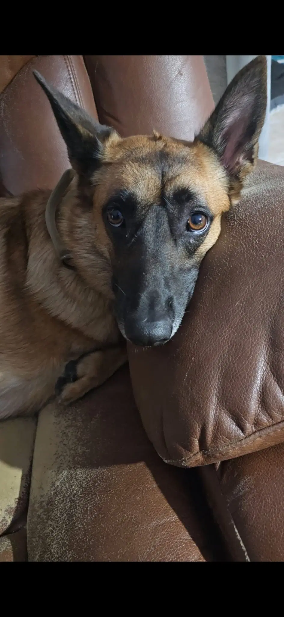 Lucca Fka Gracie Lou - Pa - Belgian Shepherd Malinois