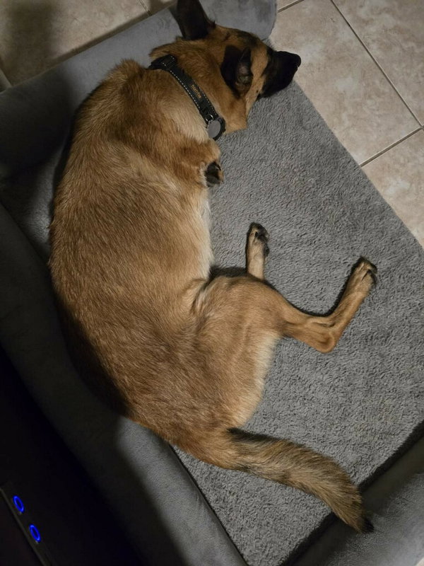 Lucca (FKA Gracie Lou) - PA
