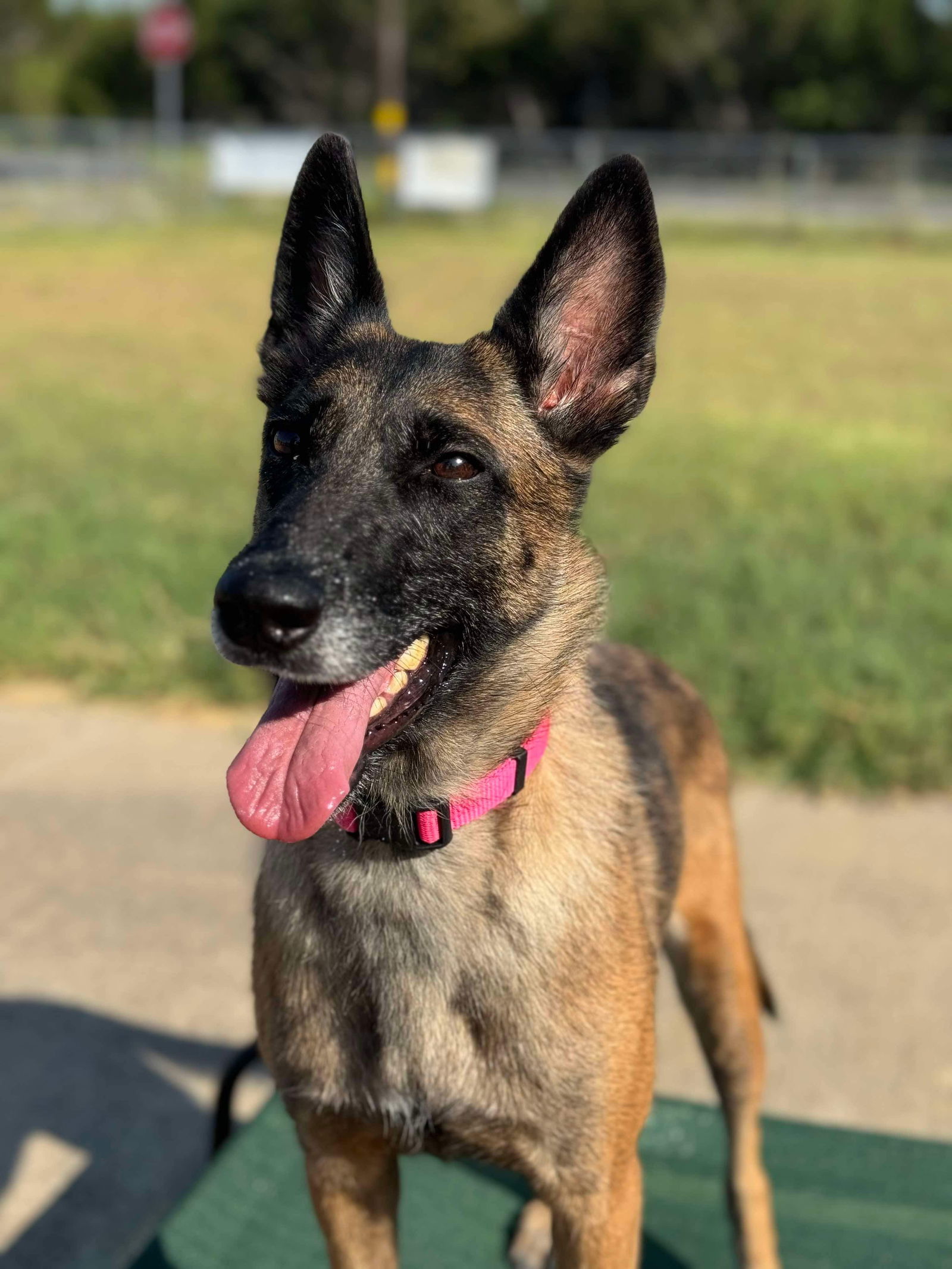 adoptable Dog in Killeen, TX named Heidi -TX - VA