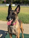 adoptable Dog in Killeen, TX named Heidi -TX - VA