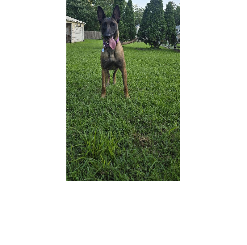 adoptable Dog in Amherst Junction, WI named Luna MD