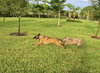 Cody - FL