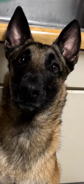 Cody - Fl - Belgian Shepherd Malinois