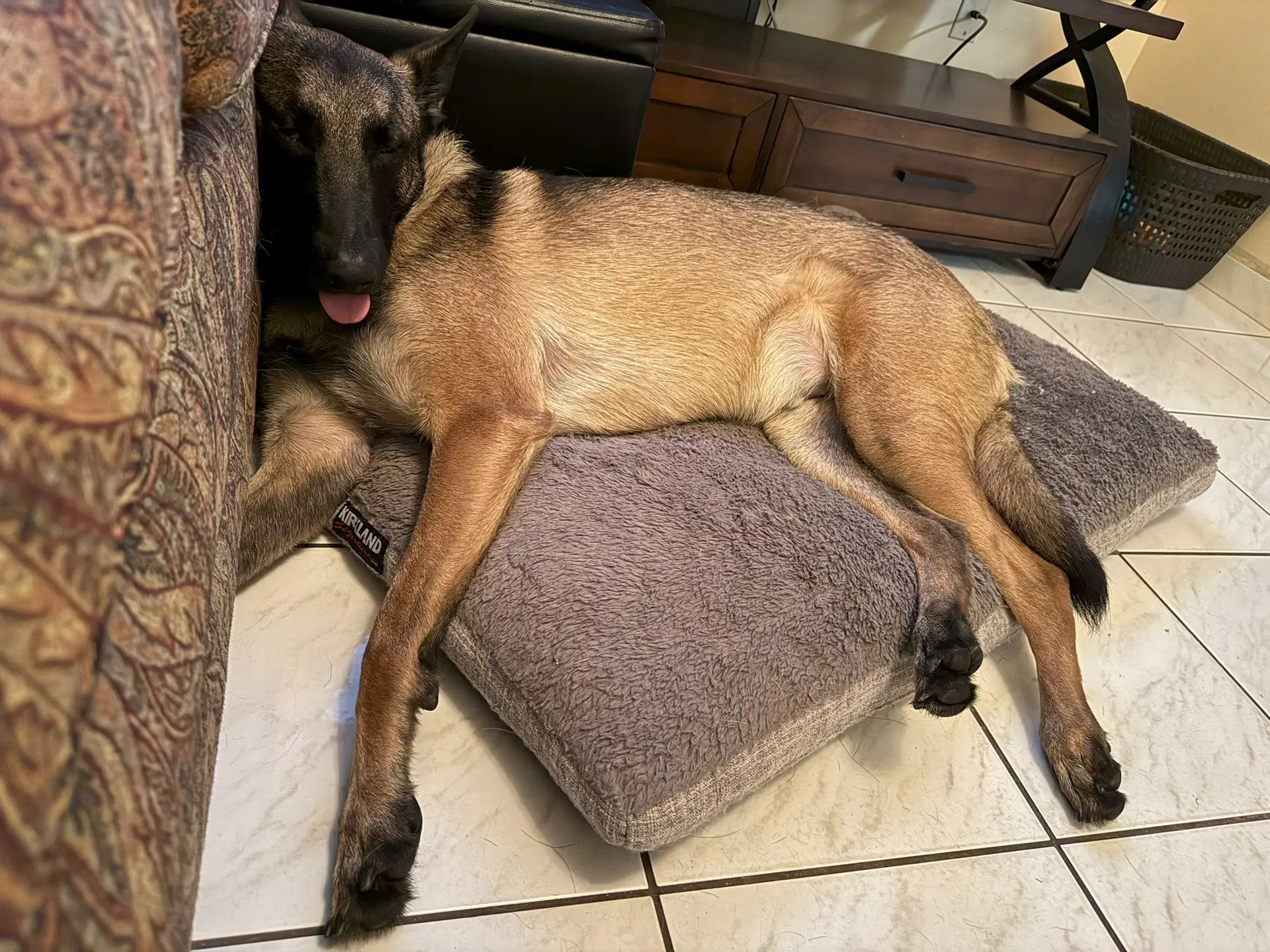 Cody - Fl image 3