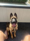 adoptable Dog in amherst junction, CT named Millicent - PA - Courtesy Post