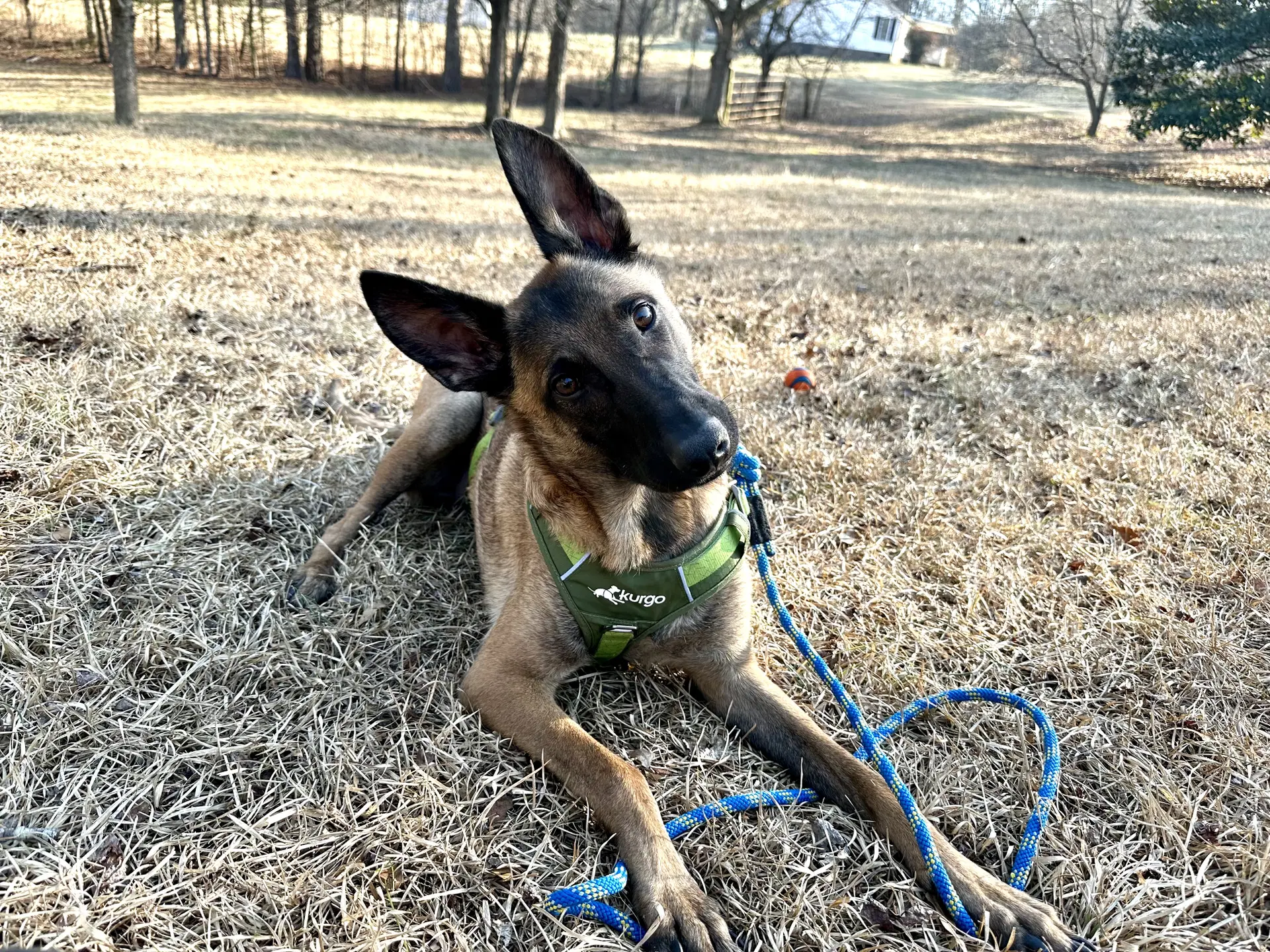 Lorcan Woodley - Sc - Belgian Shepherd Malinois