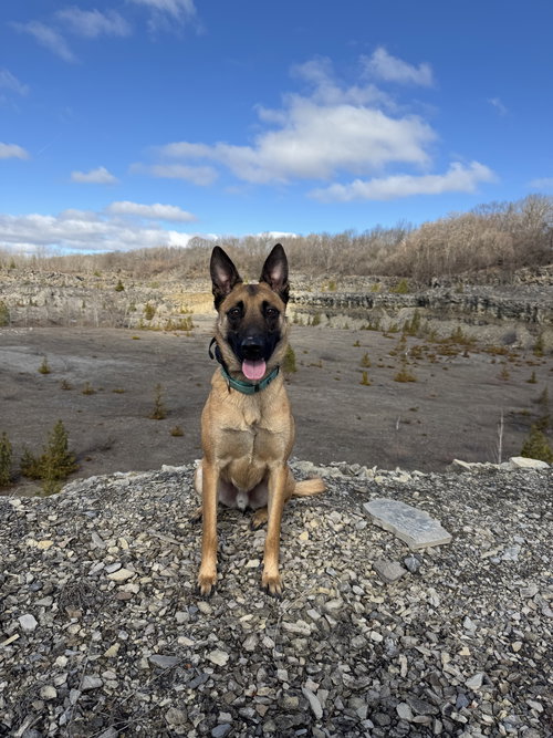 Ares, NY, an adoptable Belgian Shepherd Malinois in Amherst Junction, WI