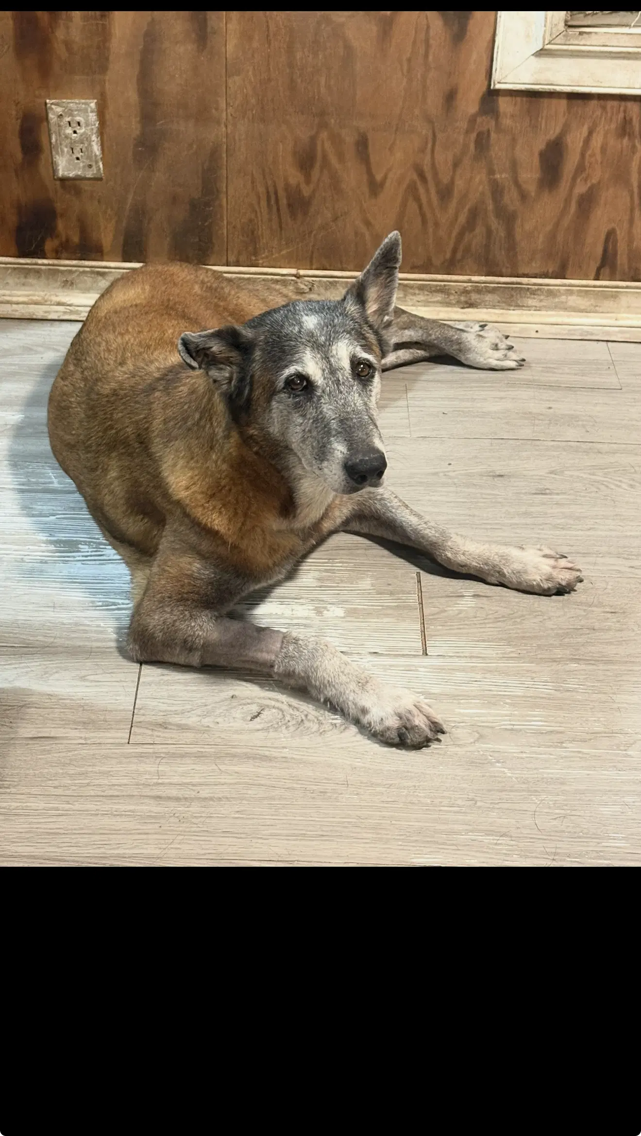 Honey - Tx - Pending Adoption - Belgian Shepherd Malinois