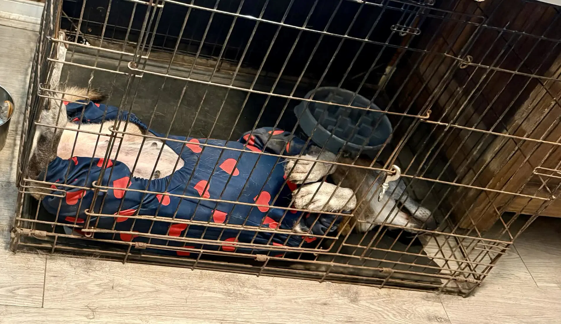 Honey - Tx - Pending Adoption image 3
