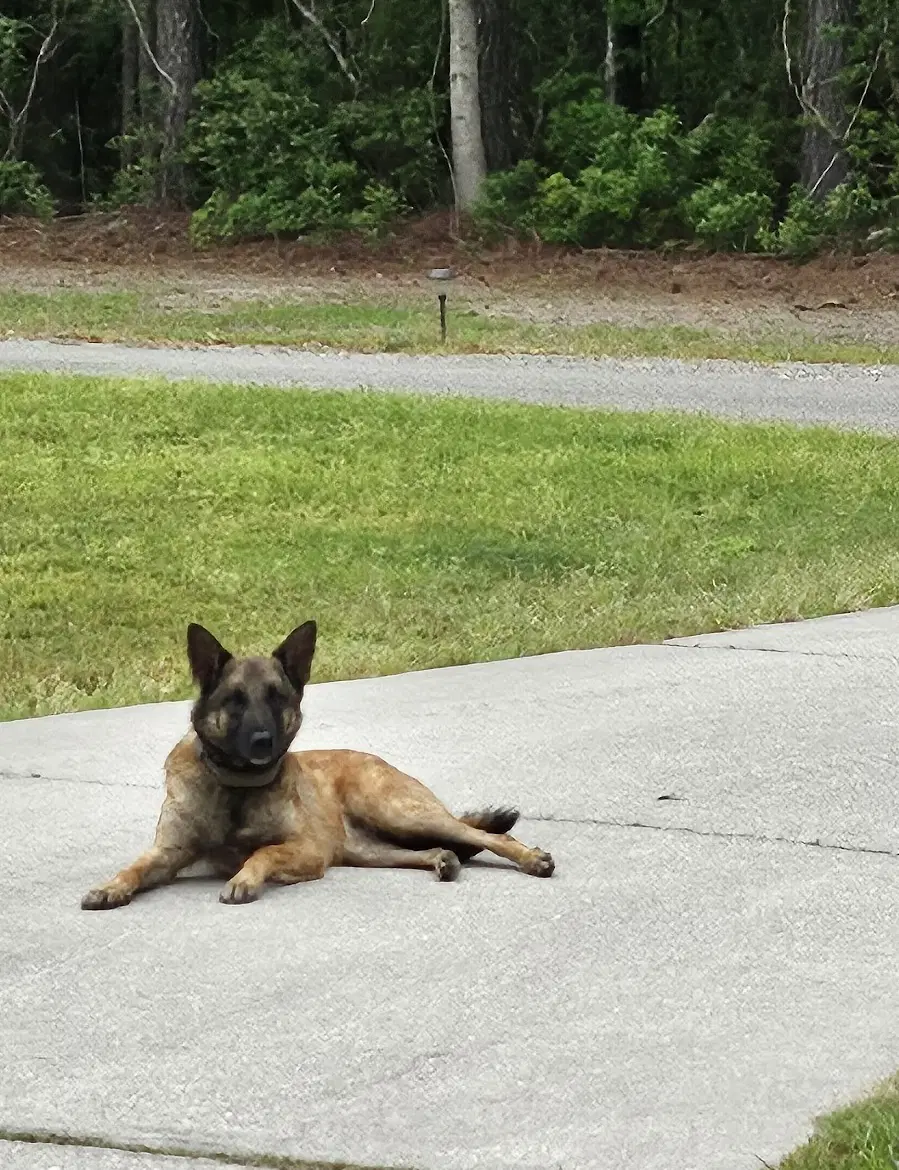 Bela Va - Belgian Shepherd Malinois