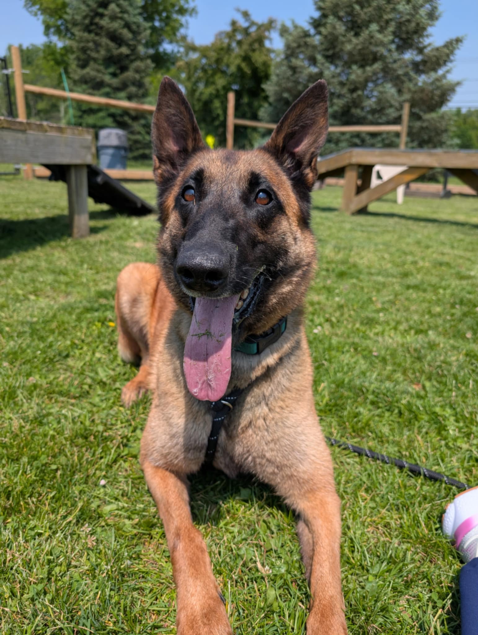 adoptable Dog in Amherst Junction, WI named Kimber PA