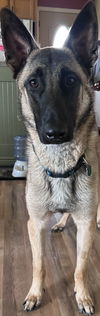 Duke