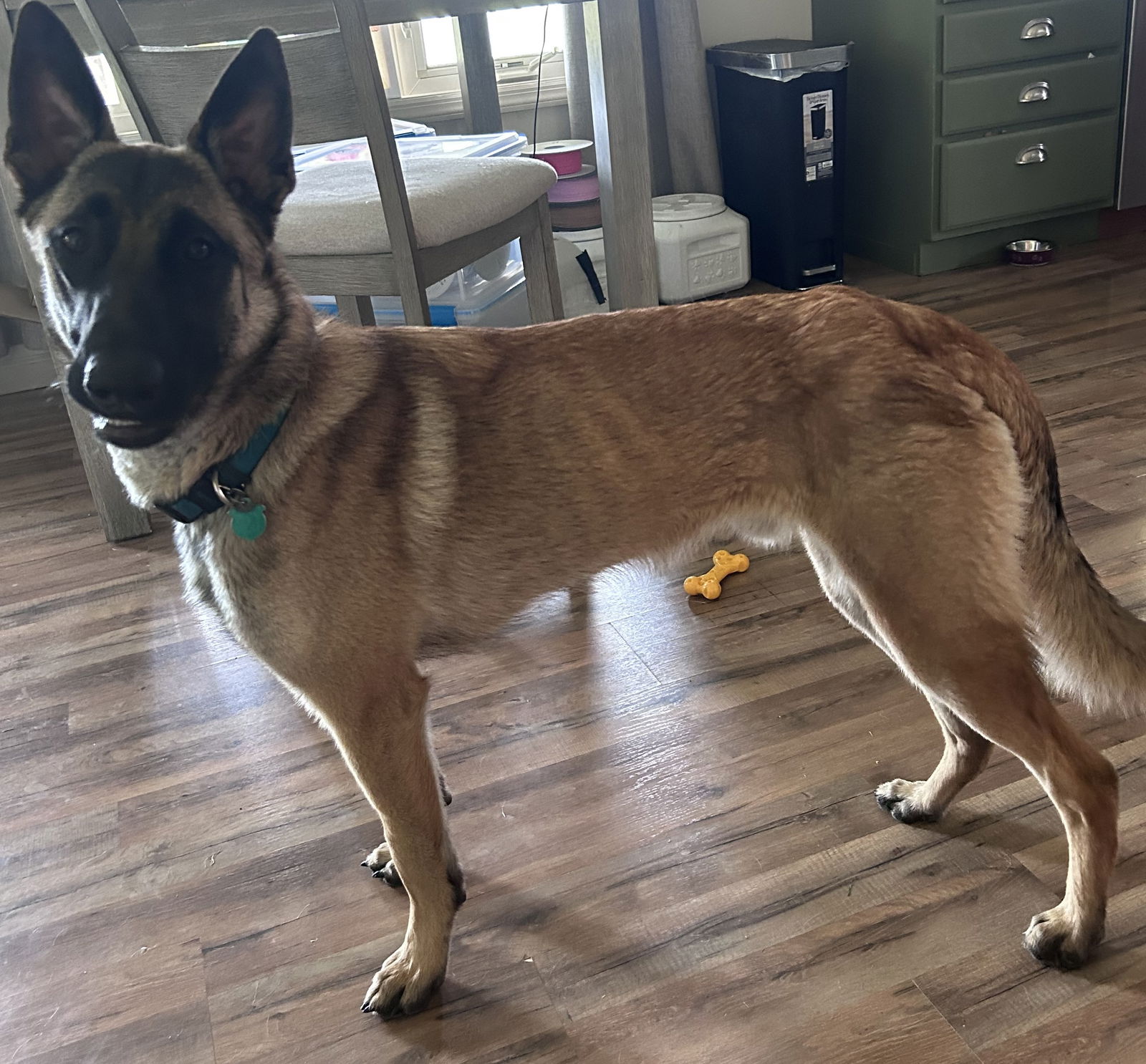 adoptable Dog in Amherst Junction, WI named Duke_IN