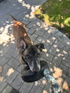 Millie - NJ