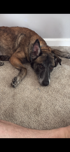 Millie - NJ