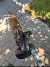 Millie - NJ