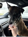 Millie - NJ