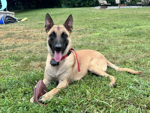 Rex