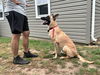 Rex