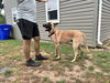 Rex