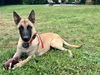 Rex
