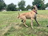 Rex