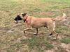 Rex