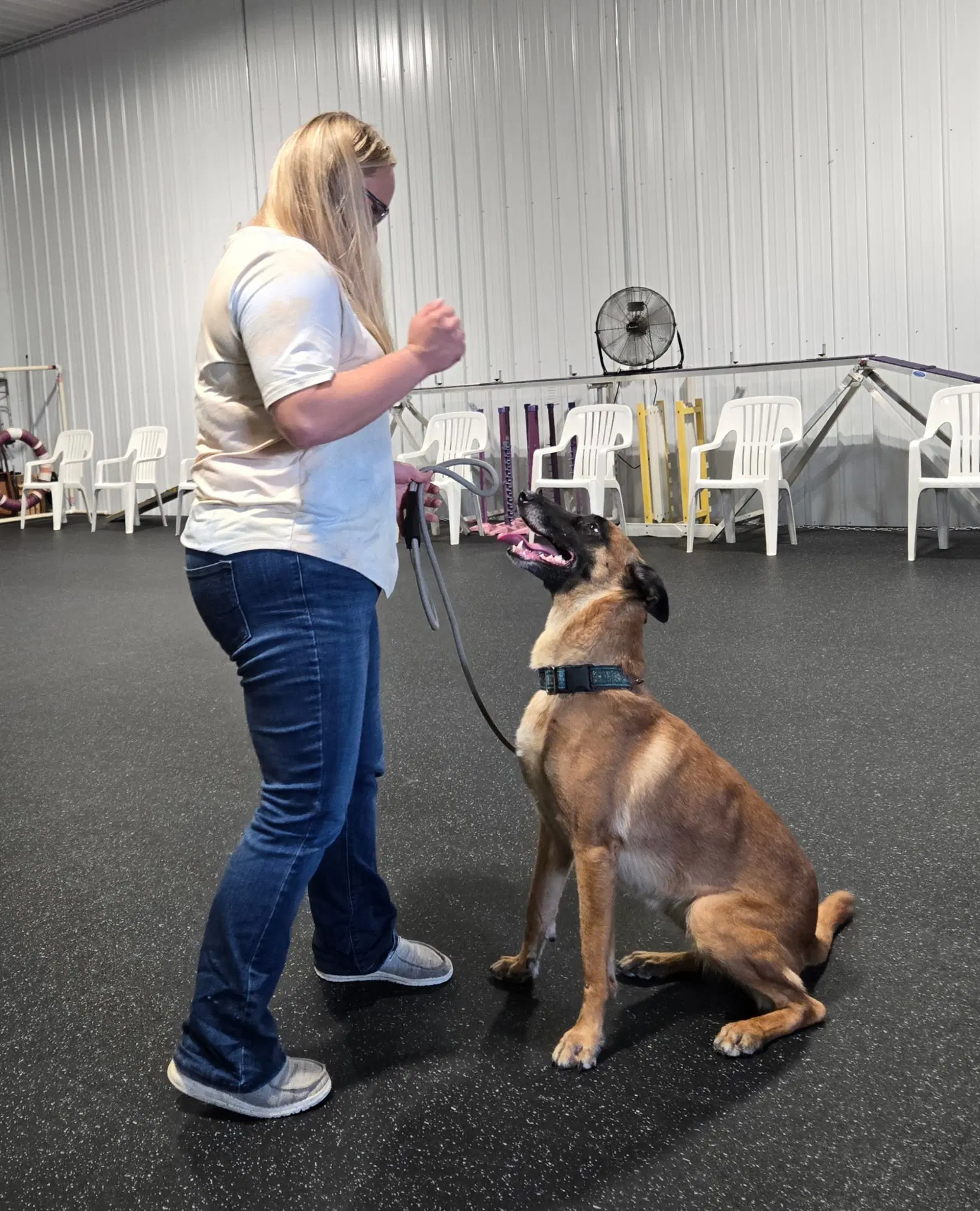 Nina-In - Belgian Shepherd Malinois