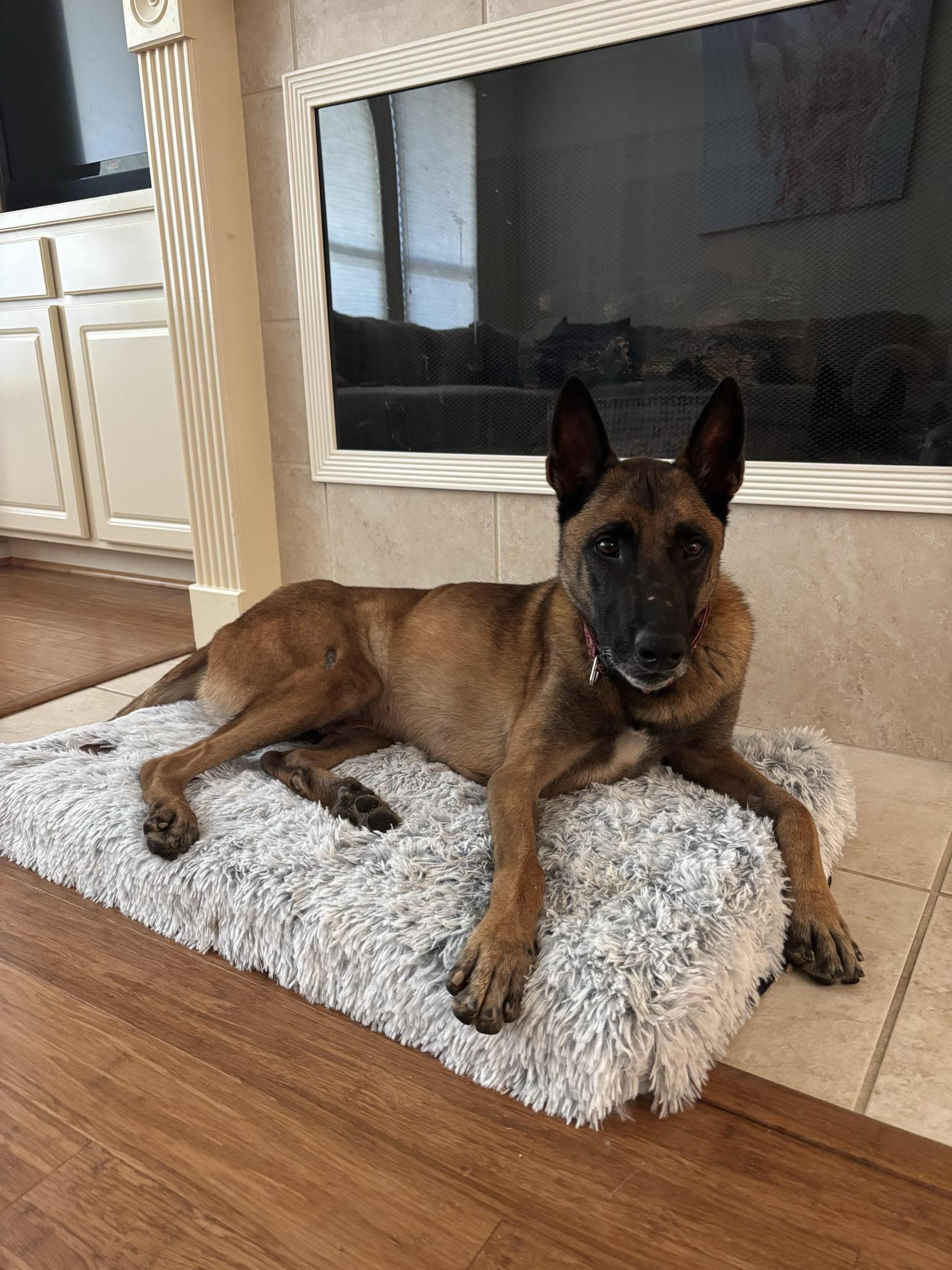adoptable Dog in Amherst Junction, WI named Panda - TX - COURTESY POST